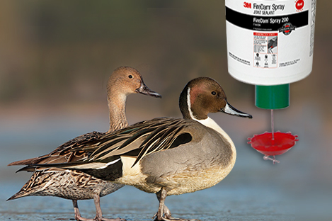 Northern Pintails  Duck Using Automatic Duck Feeder